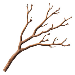 Obraz premium Isolated Bare Tree Branch on Transparent Background in Brown and Textured Look