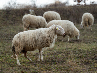 Obraz premium Pecore della Langa