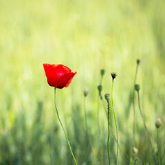 Obraz premium Papavero