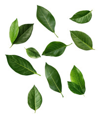 Fototapeta premium Isolated Green Leaves on Transparent Background Botanical Still Life