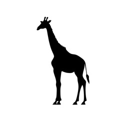 Fototapeta premium a giraffe silhouette