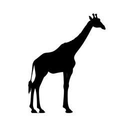 Obraz premium giraffe art silhouette