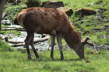 Cerf des Pyrénées, France