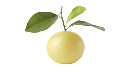 a yellow grapefruit or orange hanging on a green branch on a transparent background, PNG image, PNG file, Generative art.