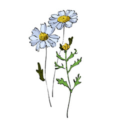 Aesthetic flowers daisies, chamomile isolated on white background