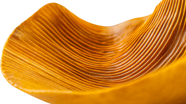 a close up of an orange leaf on a transparent background, PNG image, PNG file, Generative art.