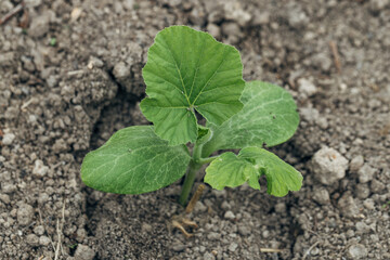 Pumpkin seedlings and young leaves sprouting from the ground