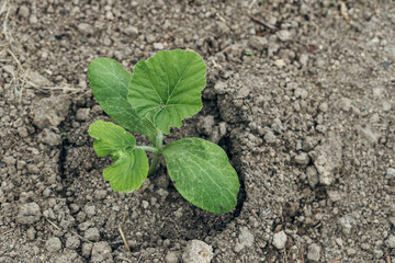 Pumpkin seedlings and young leaves sprouting from the ground