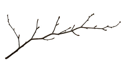 a bare limb of a tree with thin branches at night PNG image, PNG file, Generative art.