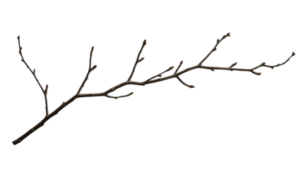 a bare limb of a tree with thin branches at night PNG image, PNG file, Generative art.