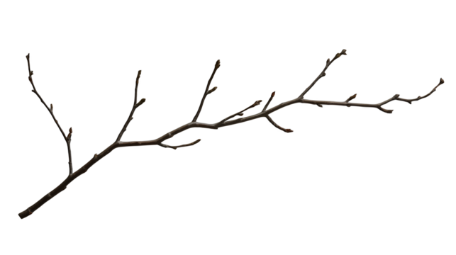 a bare limb of a tree with thin branches at night PNG image, PNG file, Generative art.