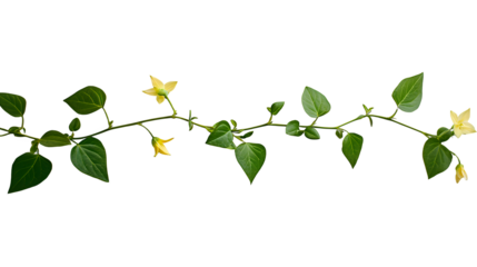a branch of a plant with yellow flowers on a transparent background, PNG image, PNG file, Generative art.