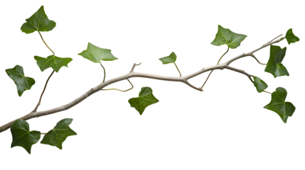 a branch of a plant covered in ivy on a transparent background, PNG image, PNG file, Generative art.