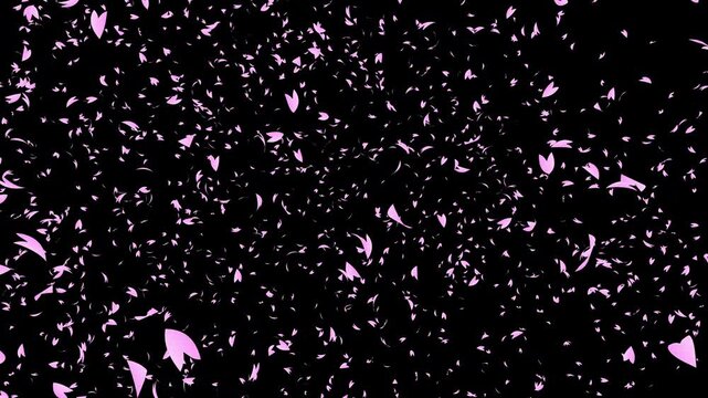 Bunch of pink cherry petals falling sideways from top on black background. Abstract background with a scene of Spring time in Japan.