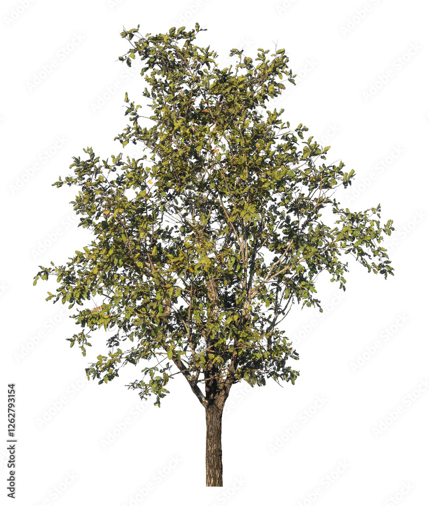Poster Single tree isolated on transparent background with clipping path and alpha channel