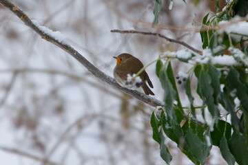 Rotkehlchen im Winter
