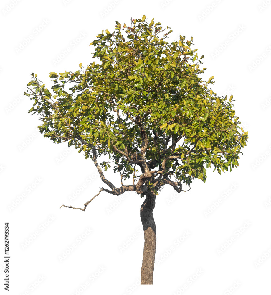Poster Single tree isolated on transparent background with clipping path and alpha channel.