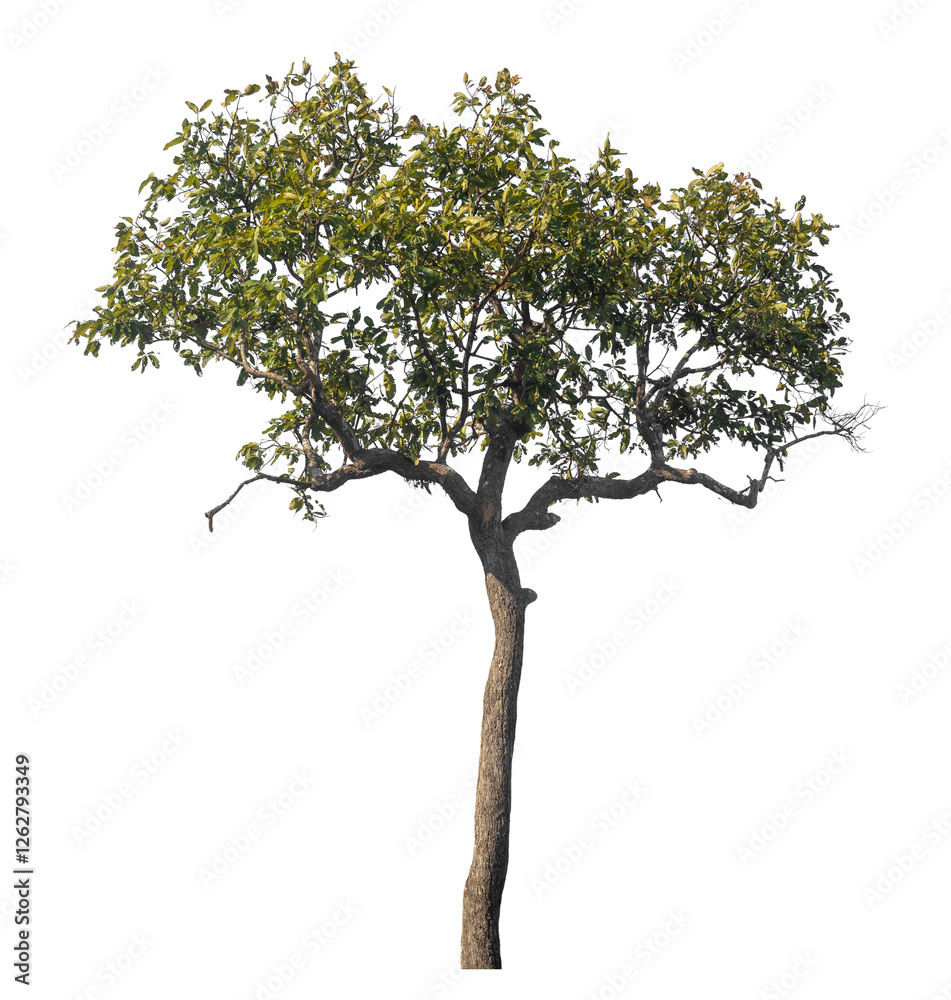 Poster Single tree isolated on transparent background with clipping path and alpha channel