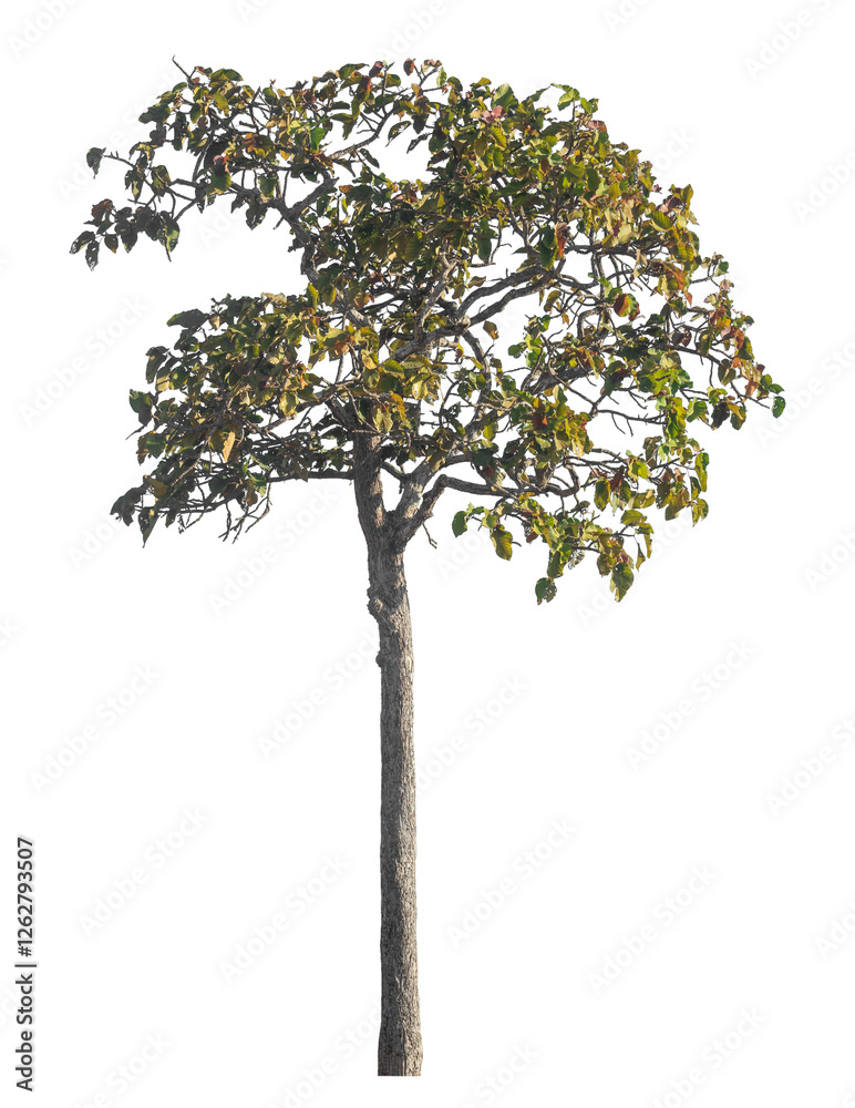 Poster Single tree isolated on transparent background with clipping path and alpha channel