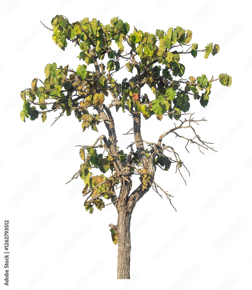 Aufkleber Single tree isolated on transparent background with clipping path and alpha channel
