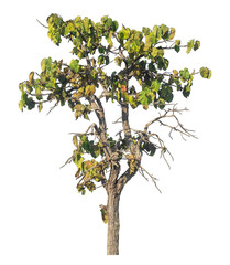 Single tree isolated on transparent background with clipping path and alpha channel