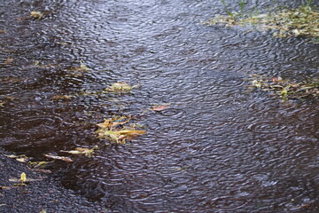 Regen - Pfütze