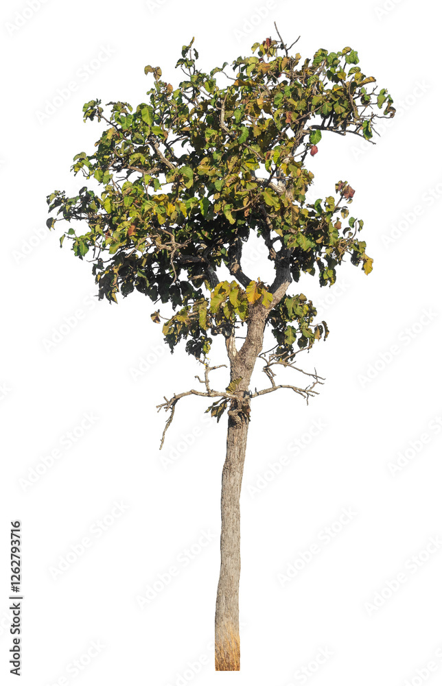 Poster Single tree isolated on transparent background with clipping path and alpha channel