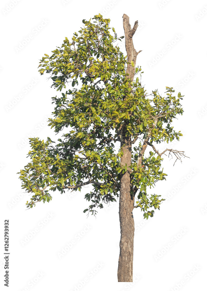 Poster Single tree isolated on transparent background with clipping path and alpha channel