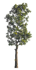 Single tree isolated on transparent background with clipping path and alpha channel