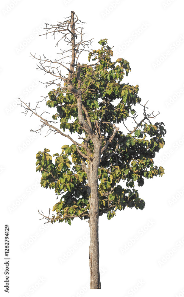 Fototapete Single tree isolated on transparent background with clipping path and alpha channel