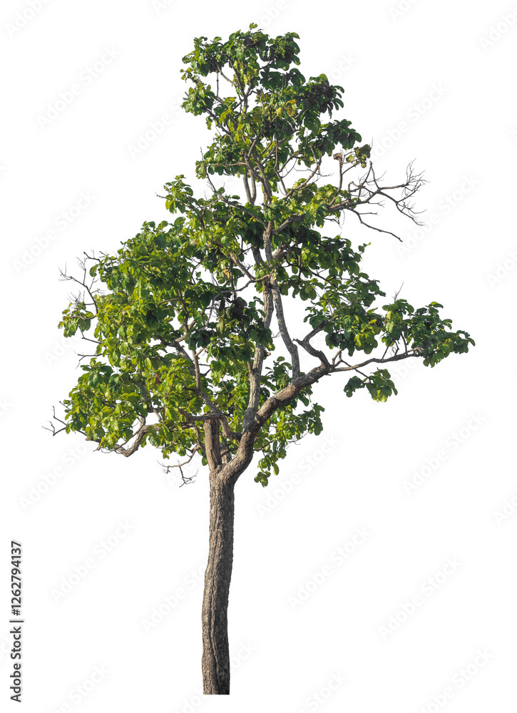 Poster Single tree isolated on transparent background with clipping path and alpha channel
