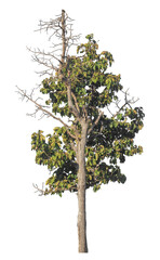 Single tree isolated on transparent background with clipping path and alpha channel