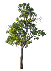 Single tree isolated on transparent background with clipping path and alpha channel