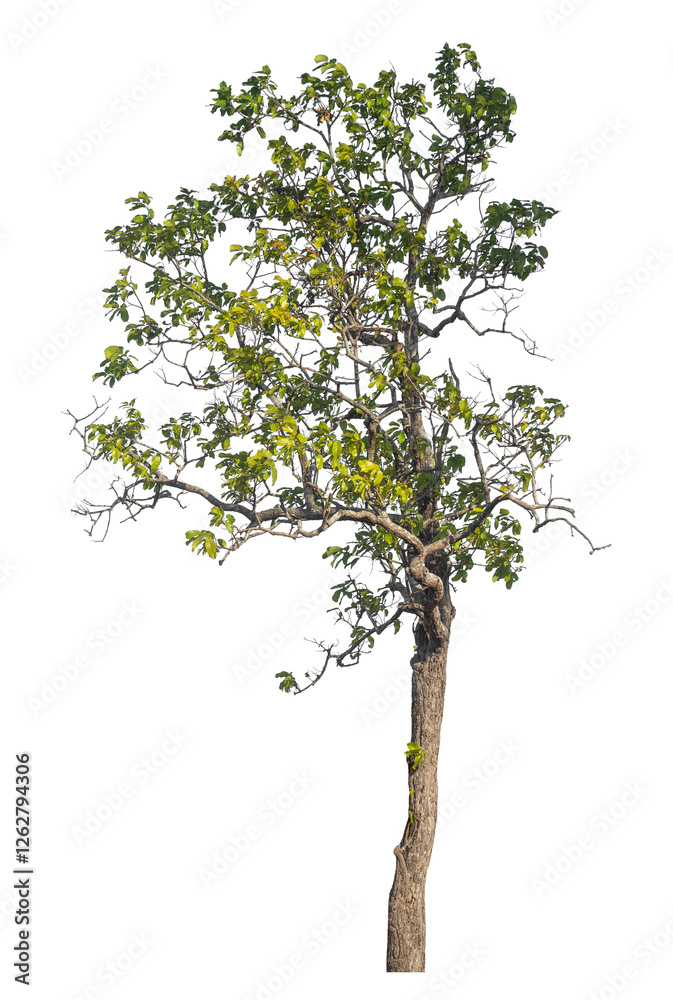 Wall mural single tree isolated on transparent background with clipping path and alpha channel