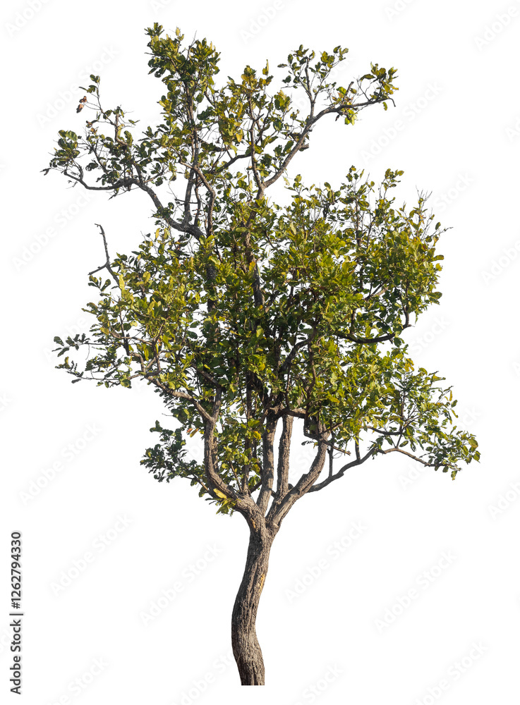 Poster Single tree isolated on transparent background with clipping path and alpha channel