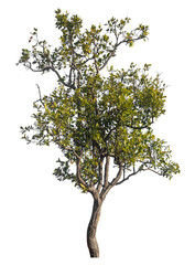 Single tree isolated on transparent background with clipping path and alpha channel