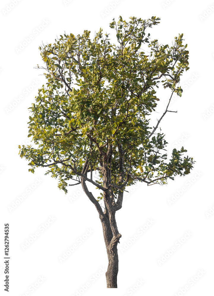 Poster Single tree isolated on transparent background with clipping path and alpha channel
