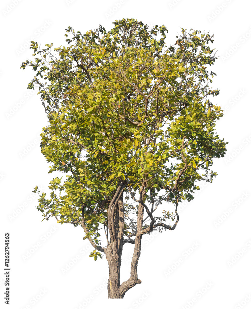 Aufkleber single tree isolated on transparent background with clipping path and alpha channel