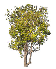 Single tree isolated on transparent background with clipping path and alpha channel