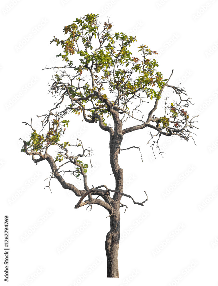 Fototapete Single tree isolated on transparent background with clipping path and alpha channel