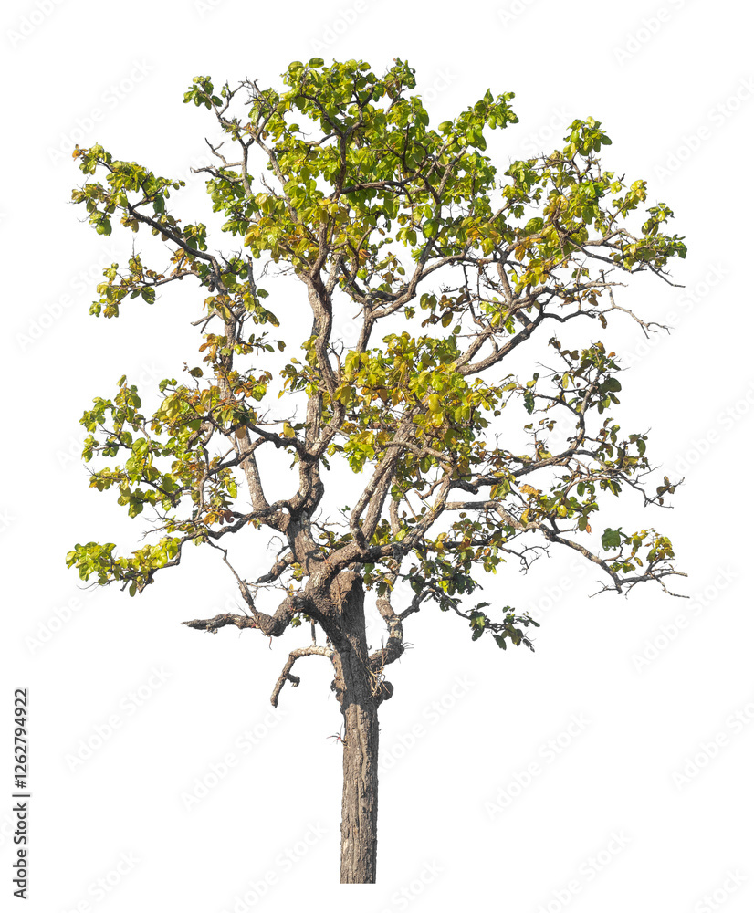 Poster Single tree isolated on transparent background with clipping path and alpha channel