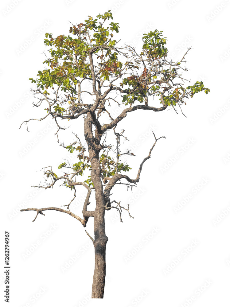Aufkleber single tree isolated on transparent background with clipping path and alpha channel