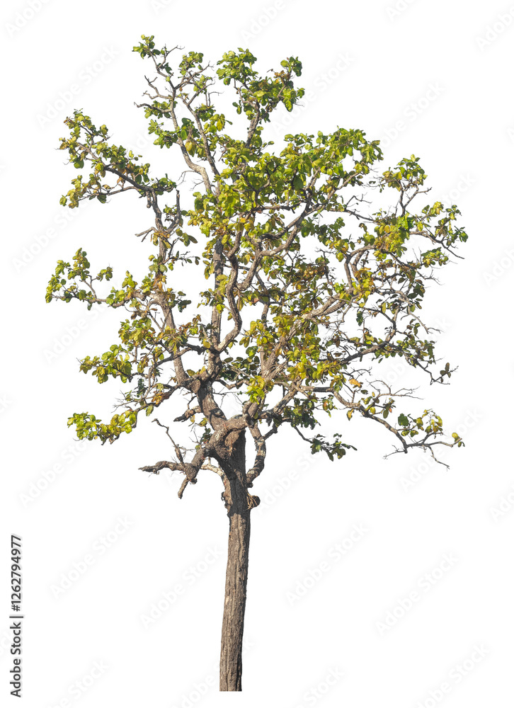 Poster Single tree isolated on transparent background with clipping path and alpha channel