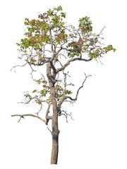 Single tree isolated on transparent background with clipping path and alpha channel
