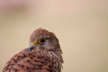 Turmfalke - Portrait