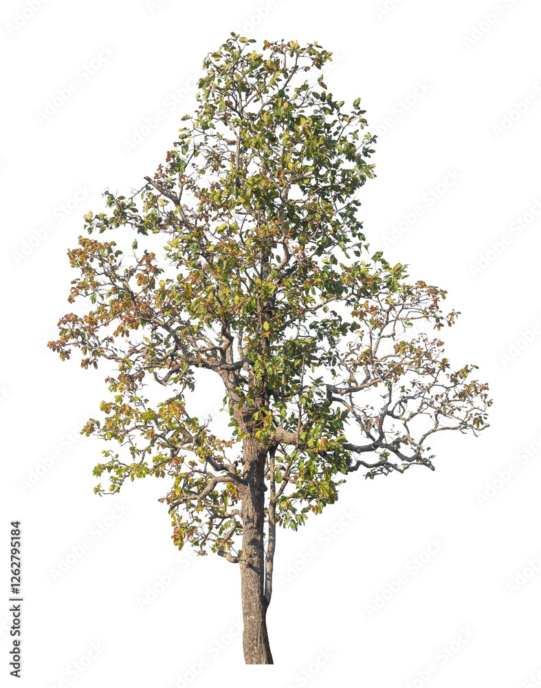 Poster Single tree isolated on transparent background with clipping path and alpha channel