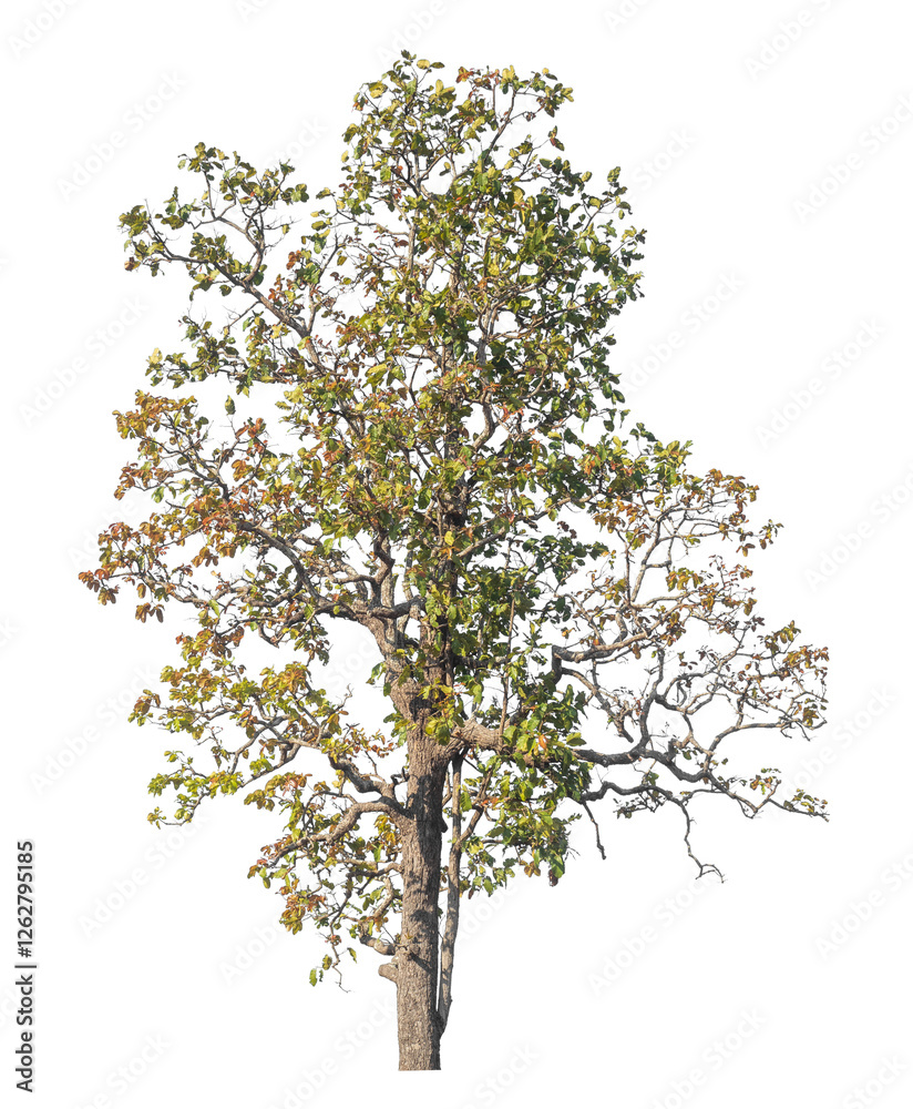 Poster Single tree isolated on transparent background with clipping path and alpha channel