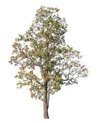 Single tree isolated on transparent background with clipping path and alpha channel