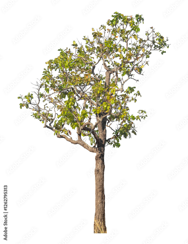 Poster Single tree isolated on transparent background with clipping path and alpha channel