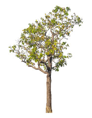 Single tree isolated on transparent background with clipping path and alpha channel